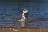 SIBERIAN HUSKY 565